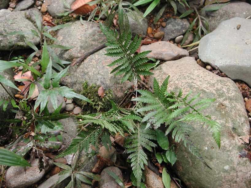 Thelypteridaceae Amauropelta aspidioides