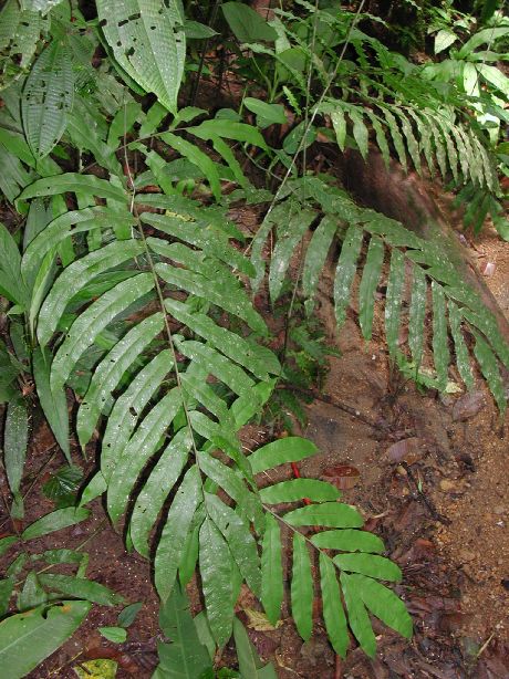 Thelypteridaceae Meniscium falcatum