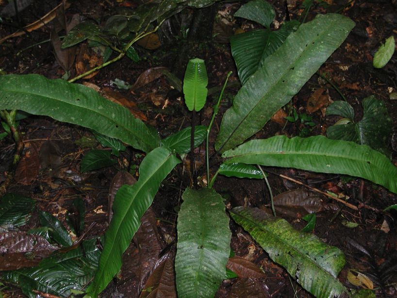 Thelypteridaceae Meniscium giganteum