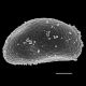 image of Campyloneurum atlanticum
