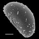 image of Campyloneurum atlanticum