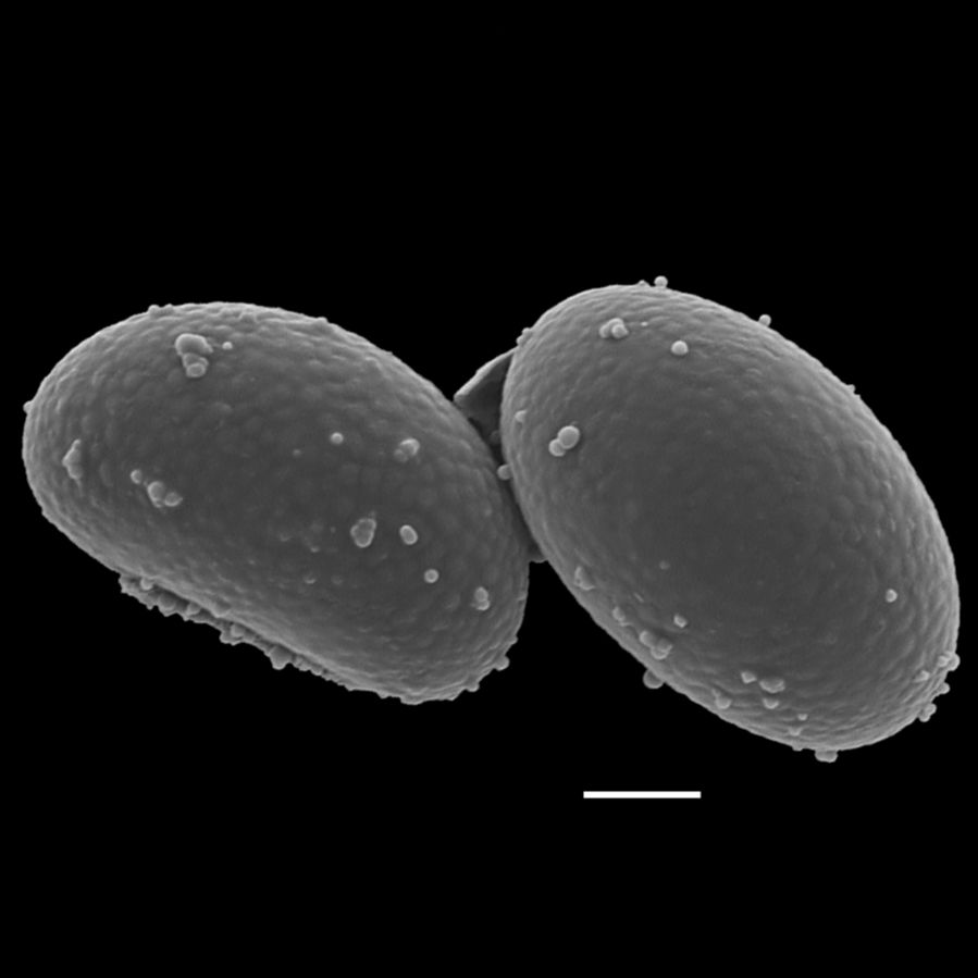 Polypodiaceae Campyloneurum crispum