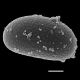 image of Campyloneurum crispum