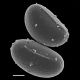 image of Campyloneurum crispum
