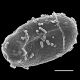 image of Campyloneurum herbaceum