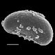 image of Campyloneurum herbaceum