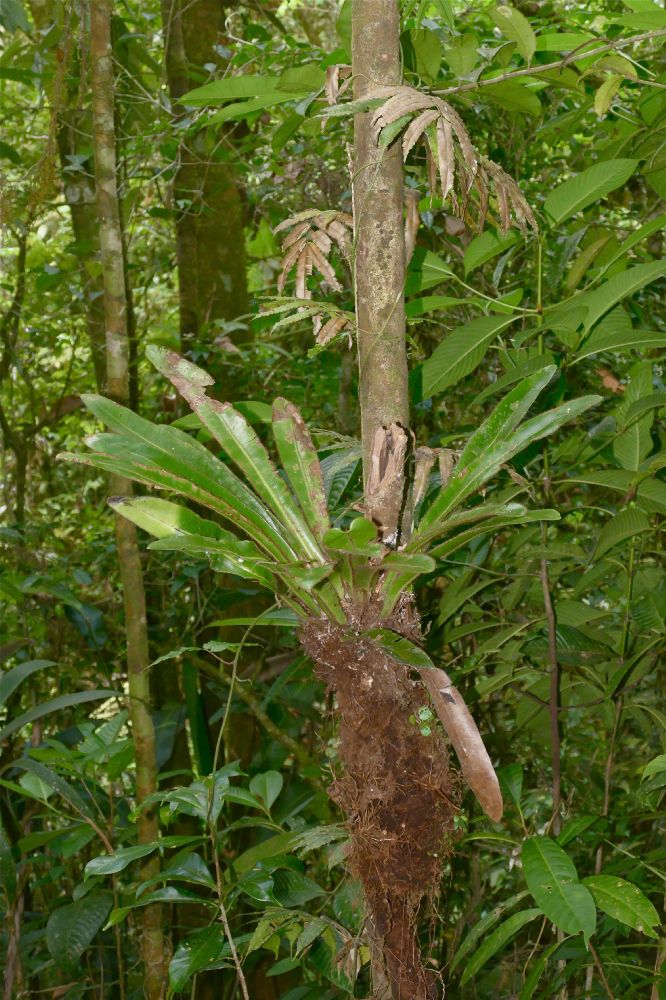 Dryopteridaceae Elaphoglossum backhouseanum