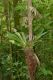 image of Elaphoglossum backhouseanum