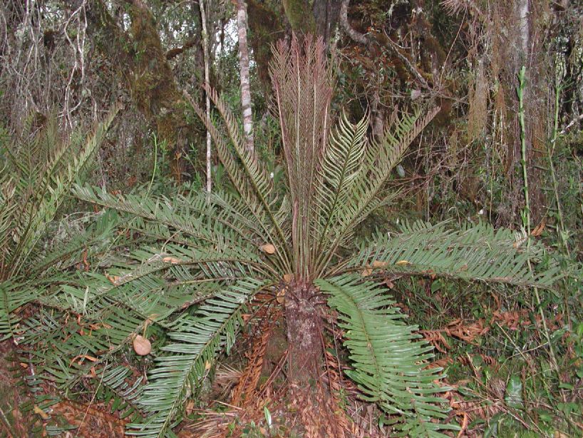 Blechnaceae Lomariocycas aurata