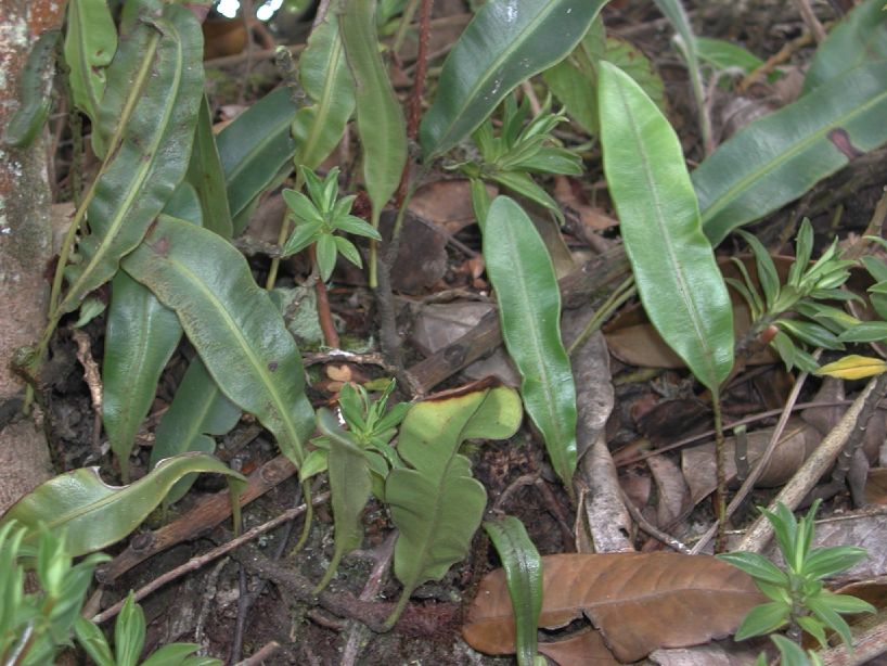 Dryopteridaceae Elaphoglossum antisanae