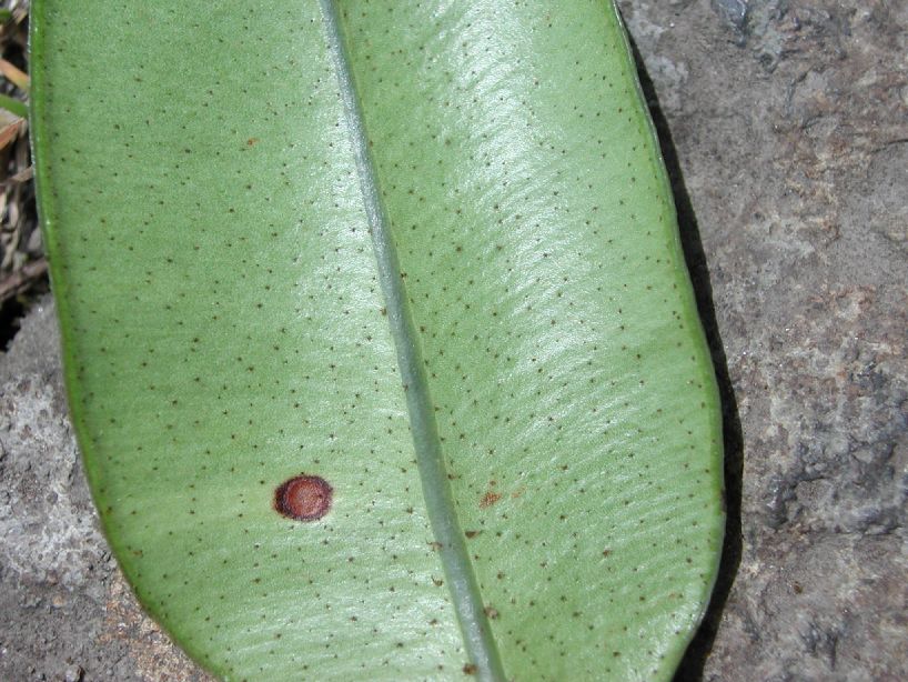 Dryopteridaceae Elaphoglossum antisanae