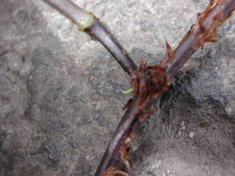 Dryopteridaceae Elaphoglossum antisanae