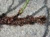image of Elaphoglossum antisanae