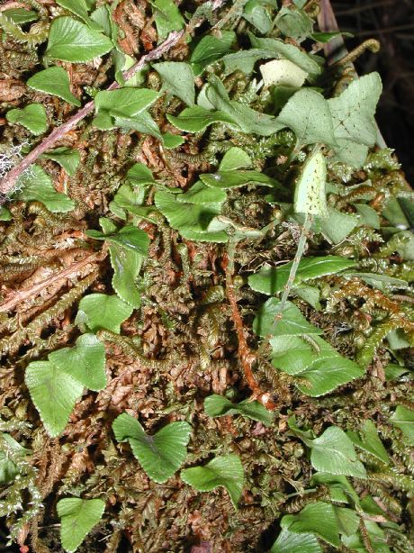 Dryopteridaceae Elaphoglossum deltoideum