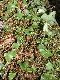 image of Elaphoglossum deltoideum