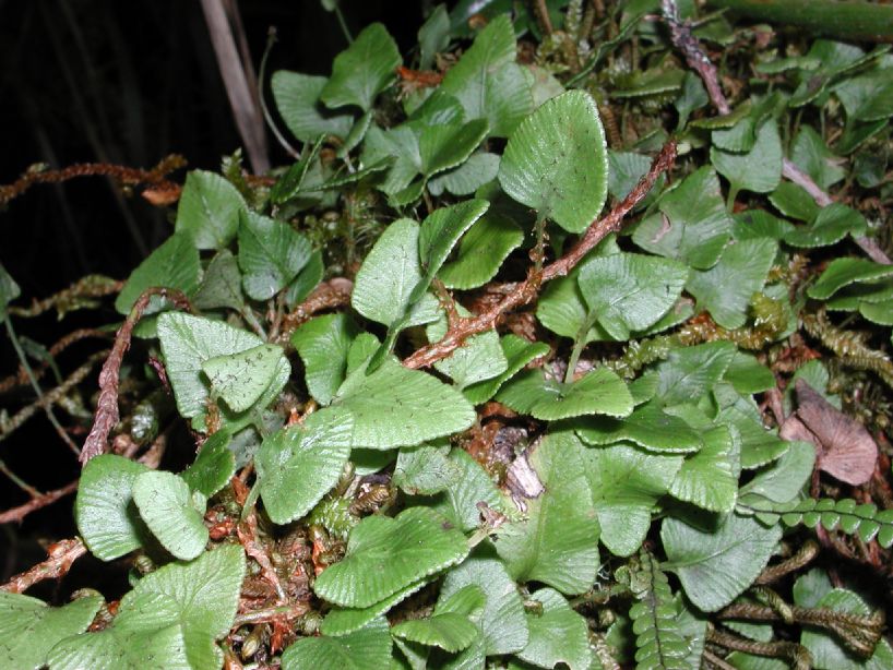 Dryopteridaceae Elaphoglossum deltoideum