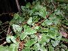 image of Elaphoglossum deltoideum