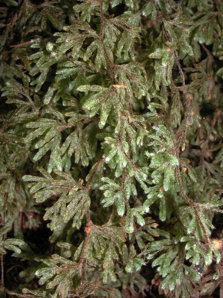 Hymenophyllaceae Hymenophyllum elegans