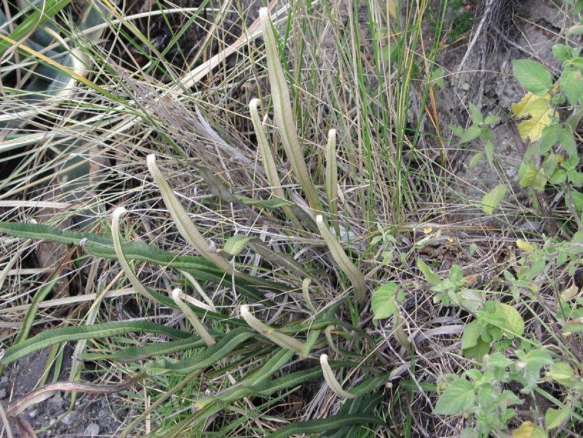 Polypodiaceae Niphidium longifolium