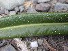 image of Niphidium longifolium