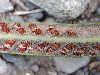 image of Niphidium longifolium