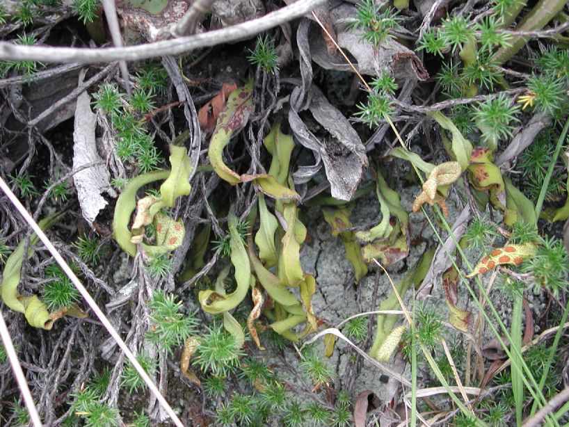 Polypodiaceae Pleopeltis macrocarpa