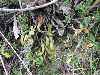image of Pleopeltis macrocarpa
