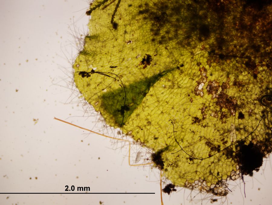 Grammitidaceae Alansmia reclinata