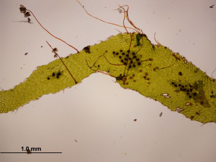 Grammitidaceae Lellingeria brevistipes