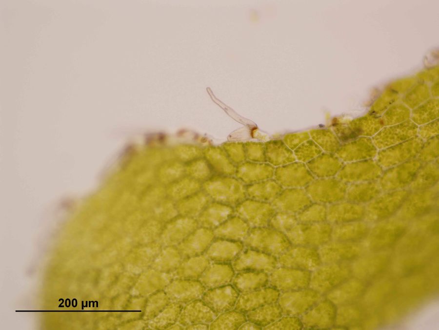 Grammitidaceae Lellingeria brevistipes