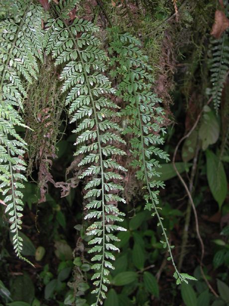 Aspleniaceae Asplenium cuspidatum