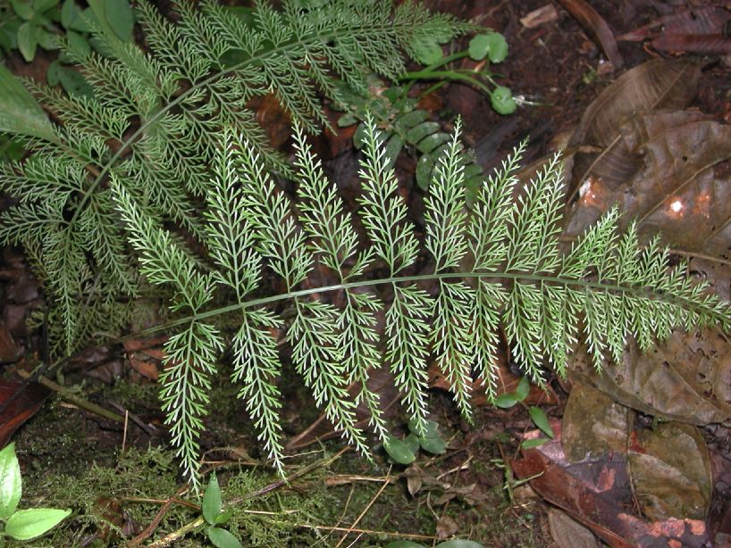 Aspleniaceae Asplenium foeniculaceum