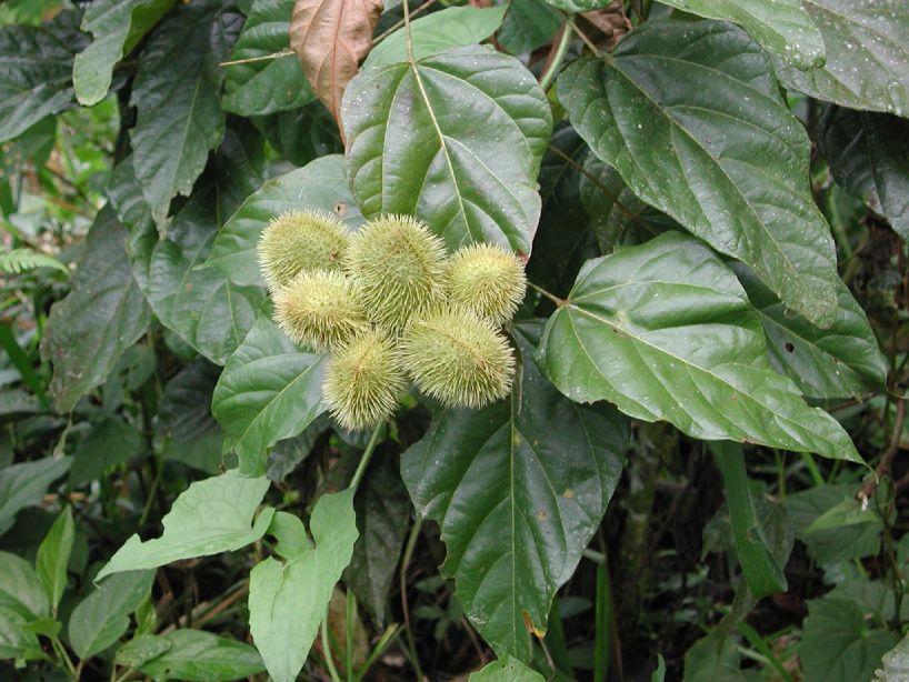 Bixaceae Bixa orellana
