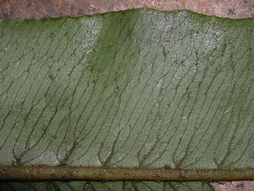 Athyriaceae Diplazium 