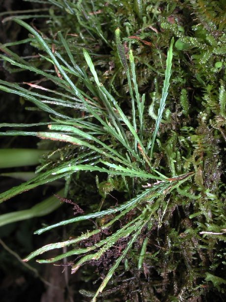 Polypodiaceae Cochlidium serrulatum
