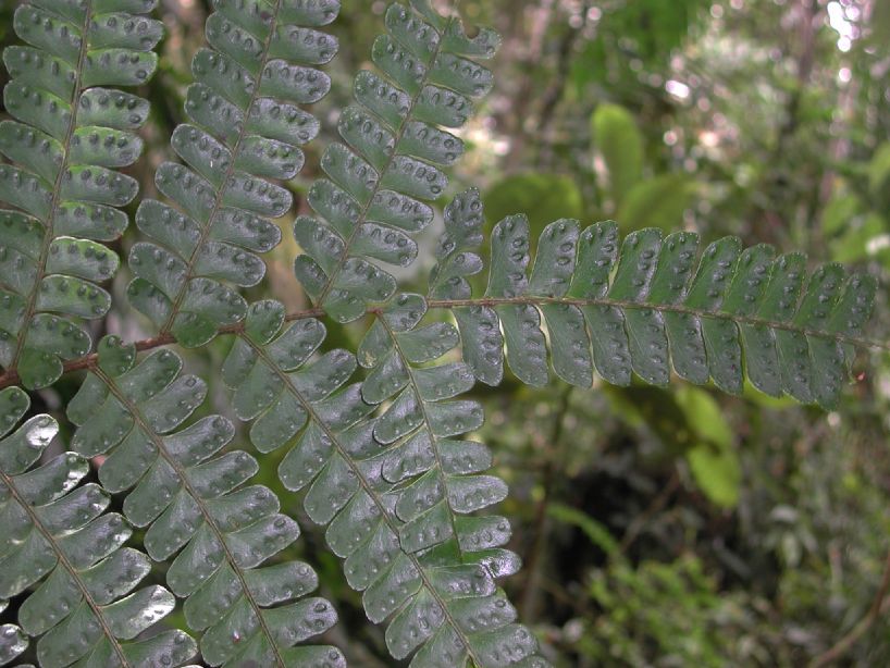 Hypodematiaceae Didymochlaena truncatula