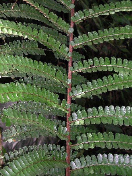 Hypodematiaceae Didymochlaena truncatula