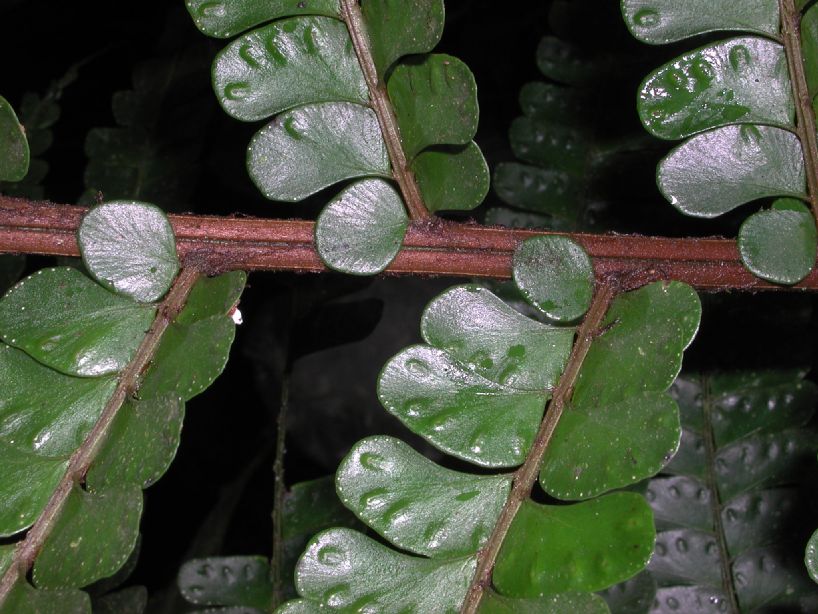 Hypodematiaceae Didymochlaena truncatula