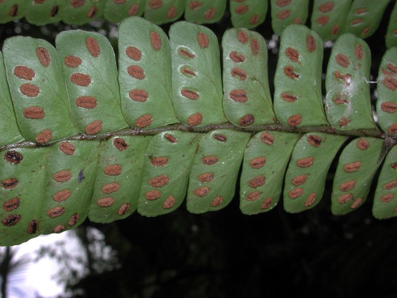 Hypodematiaceae Didymochlaena truncatula