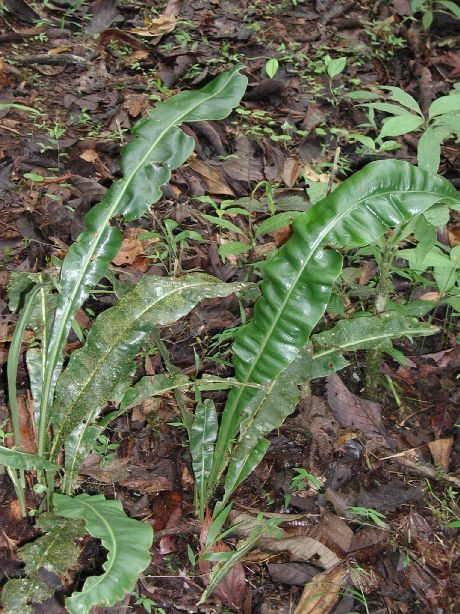 Dryopteridaceae Elaphoglossum andicola