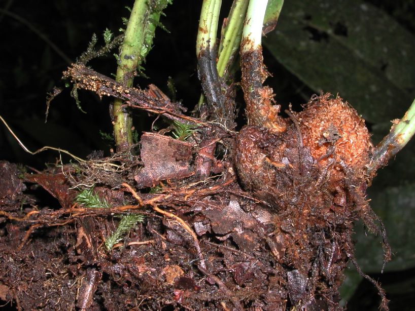 Dryopteridaceae Elaphoglossum andicola