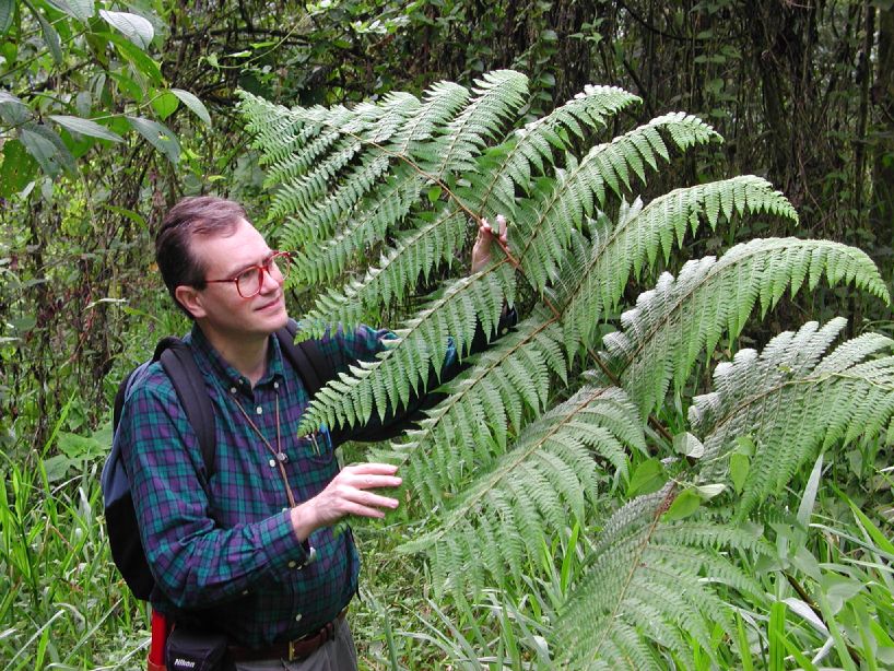 Dennstaedtiaceae Hypolepis repens