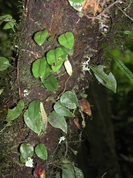 Polypodiaceae Microgramma tobagensis