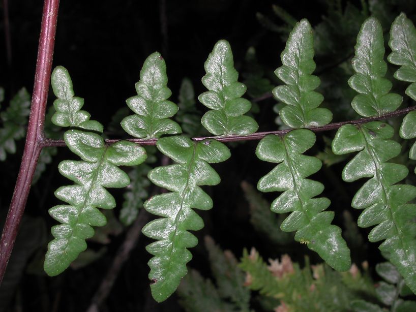 Pteridaceae Pityrogramma ebenea