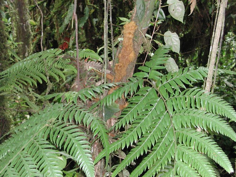 Dryopteridaceae Polybotrya altescandens