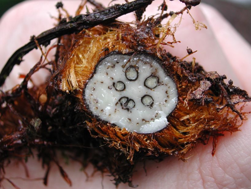 Dryopteridaceae Polybotrya altescandens