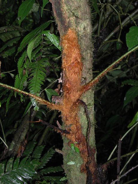 Dryopteridaceae Polybotrya altescandens