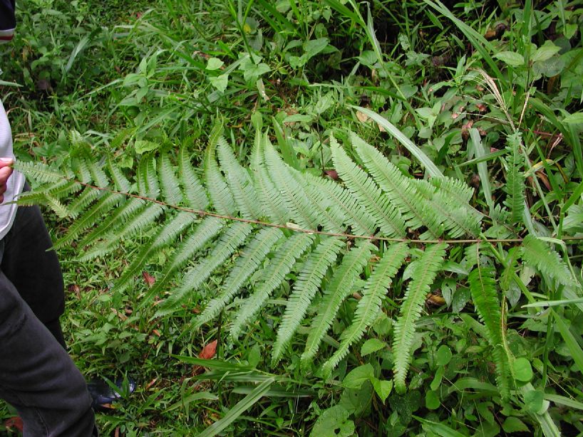 Pteridaceae Pteris quadriaurita