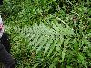 image of Pteris quadriaurita