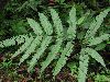 image of Pteris quadriaurita